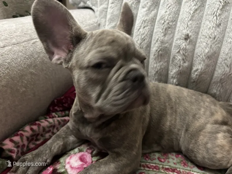 Sadie  – French Bulldog puppy for sale in Greenwood, FL