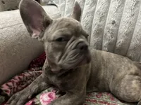 Sadie , a female French Bulldog for sale in Greenwood, FL – 1 of 8