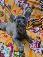 Sadie , a female French Bulldog for sale in Greenwood, FL – 5 of 5