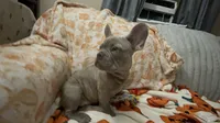 Sadie , a female French Bulldog for sale in Greenwood, FL – 2 of 10