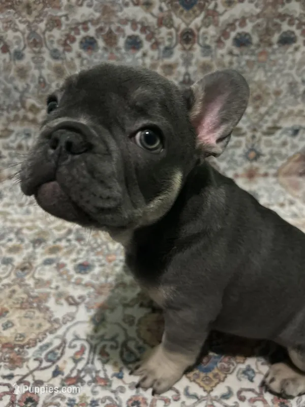 Yogi – French Bulldog puppy for sale in Greenwood, FL