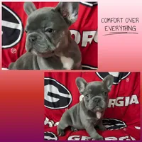 Charlotte, a female French Bulldog for sale in Greenwood, FL – 8 of 10