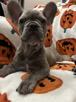 Sadie , a female French Bulldog for sale in Greenwood, FL – 9 of 10