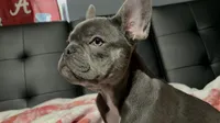 Charlotte, a female French Bulldog for sale in Greenwood, FL – 2 of 9