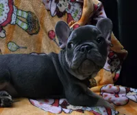 Yogi Bear , a male French Bulldog for sale in Greenwood, FL – 7 of 10