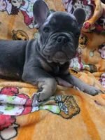 Yogi Bear , a male French Bulldog for sale in Greenwood, FL – 10 of 10