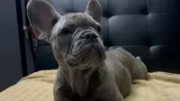Sadie , a female French Bulldog for sale in Greenwood, FL – 5 of 10