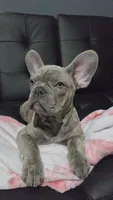 Sadie, a female French Bulldog for sale in Greenwood, FL – 5 of 8