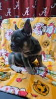 YOGI , a male French Bulldog for sale in Greenwood, FL – 9 of 10