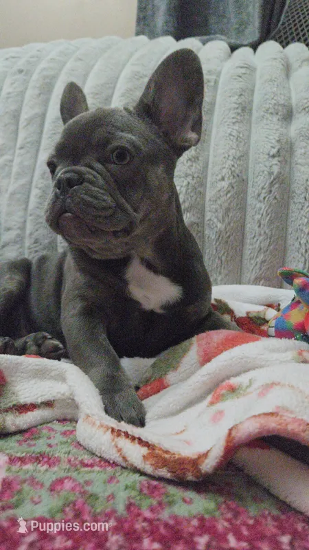Charlotte – French Bulldog puppy for sale in Greenwood, FL