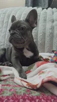 Charlotte, a female French Bulldog for sale in Greenwood, FL – 1 of 9