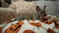 Sadie , a female French Bulldog for sale in Greenwood, FL – 3 of 10