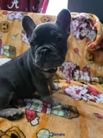 YOGI , a male French Bulldog for sale in Greenwood, FL – 10 of 10