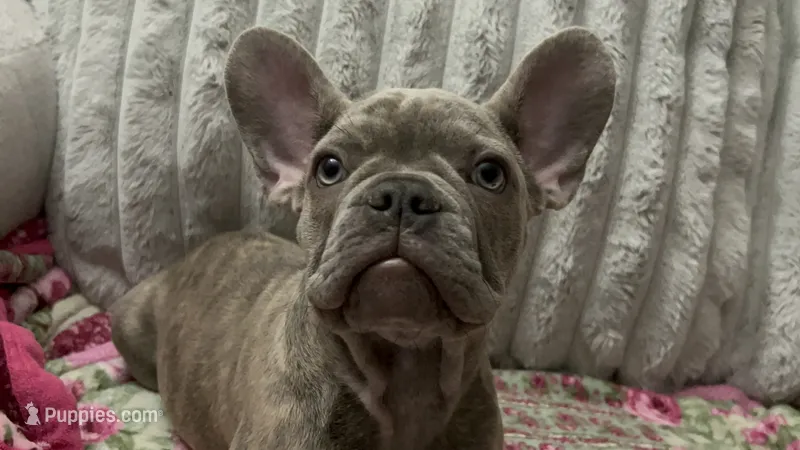 Sadie  – French Bulldog puppy for sale in Greenwood, FL