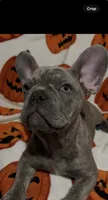 Sadie, a female French Bulldog for sale in Greenwood, FL – 4 of 8
