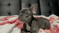 Charlotte, a female French Bulldog for sale in Greenwood, FL – 3 of 8