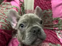 Sadie , a female French Bulldog for sale in Greenwood, FL – 2 of 10
