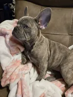 Sadie, a female French Bulldog for sale in Greenwood, FL – 3 of 10