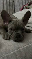Sadie , a female French Bulldog for sale in Greenwood, FL – 8 of 10