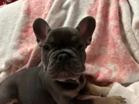 Blu, a male French Bulldog for sale in Greenwood, FL – 1 of 7