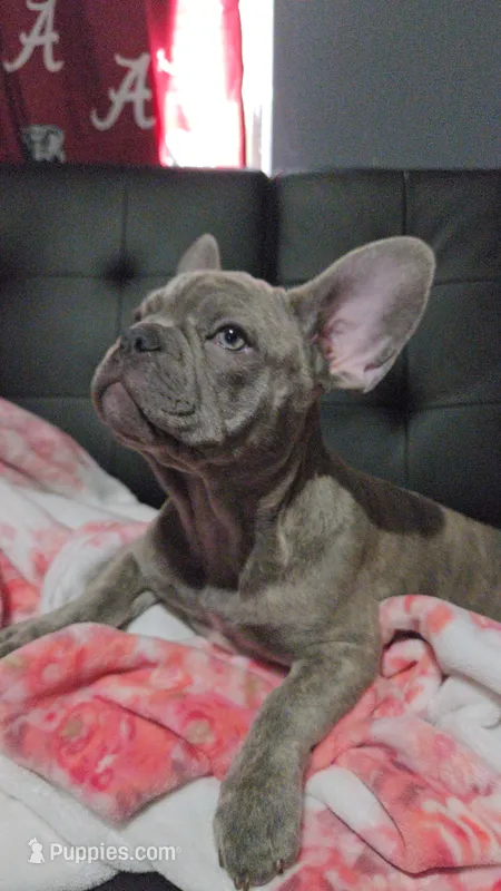 Sadie – French Bulldog puppy for sale in Greenwood, FL