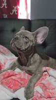 Sadie, a female French Bulldog for sale in Greenwood, FL – 1 of 8