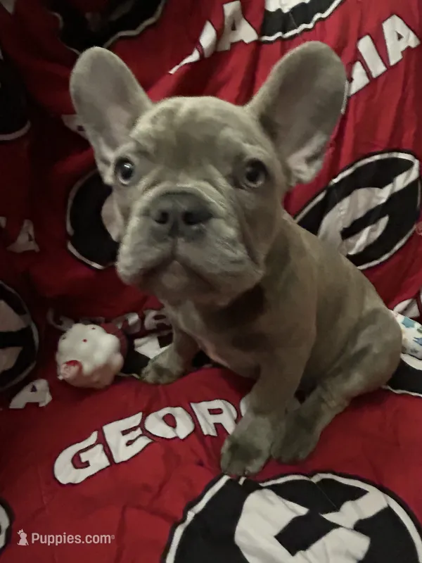 Sadie  – French Bulldog puppy for sale in Greenwood, FL