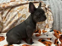 Charlotte, a female French Bulldog for sale in Greenwood, FL – 7 of 8