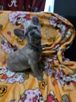 Sadie , a female French Bulldog for sale in Greenwood, FL – 10 of 10