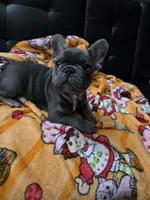 Blu, a male French Bulldog for sale in Greenwood, FL – 3 of 10