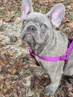 Sadie , a female French Bulldog for sale in Greenwood, FL – 6 of 10