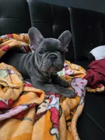 Blu, a male French Bulldog for sale in Greenwood, FL – 3 of 9
