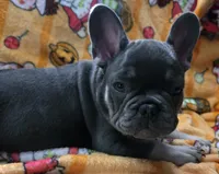 Yogi Bear , a male French Bulldog for sale in Greenwood, FL – 3 of 10