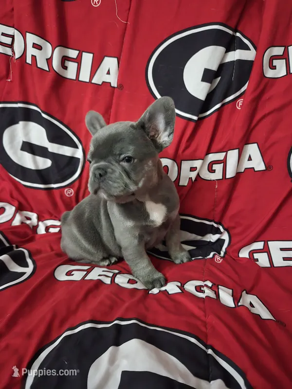 Charlotte – French Bulldog puppy for sale in Greenwood, FL