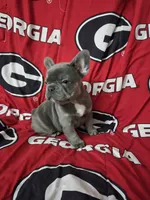 Charlotte, a female French Bulldog for sale in Greenwood, FL – 1 of 10