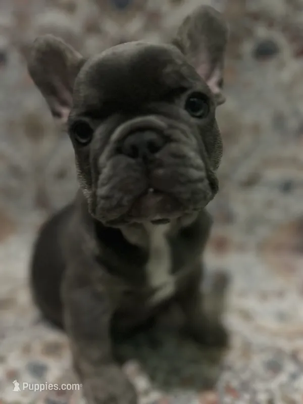 Blu – French Bulldog puppy for sale in Greenwood, FL