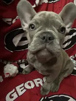 Sadie , a female French Bulldog for sale in Greenwood, FL – 3 of 10