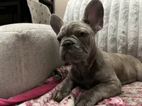 Sadie , a female French Bulldog for sale in Greenwood, FL – 8 of 10
