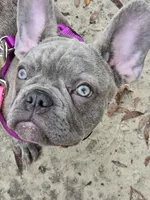 Sadie , a female French Bulldog for sale in Greenwood, FL – 8 of 10