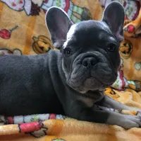 Yogi Bear , a male French Bulldog for sale in Greenwood, FL – 4 of 10