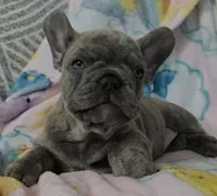Sadie , a female French Bulldog for sale in Greenwood, FL – 10 of 10