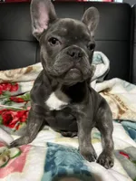 Charlotte, a female French Bulldog for sale in Greenwood, FL – 7 of 8