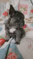 Charlotte, a female French Bulldog for sale in Greenwood, FL – 5 of 10