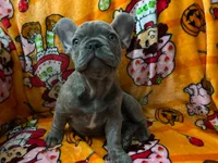 Sadie , a female French Bulldog for sale in Greenwood, FL – 4 of 10