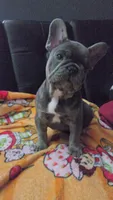 Blu, a male French Bulldog for sale in Greenwood, FL – 7 of 10