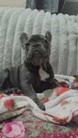Charlotte, a female French Bulldog for sale in Greenwood, FL – 4 of 9
