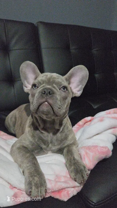 Sadie – French Bulldog puppy for sale in Greenwood, FL