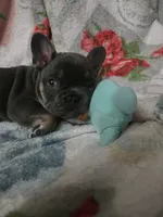 Yogi, a male French Bulldog for sale in Greenwood, FL – 10 of 10