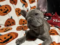 Sadie, a female French Bulldog for sale in Greenwood, FL – 6 of 8