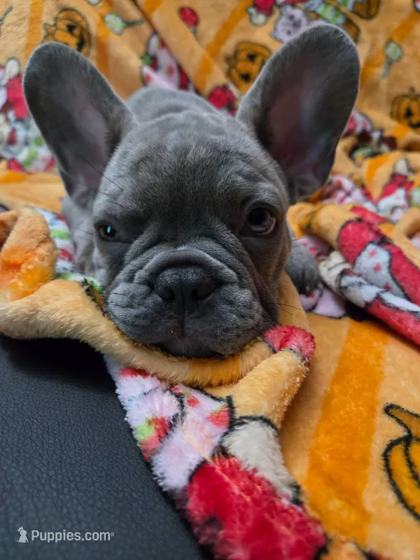Sadie  – French Bulldog puppy for sale in Greenwood, FL